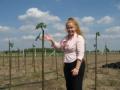 Gyorsan növő császárfa garanciával , csaszarfa@hirdessen.eu , 06703916768