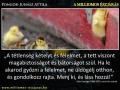 Hozd ki magadból a legtöbbet! , monikagyetvai1973@gmail.com , 